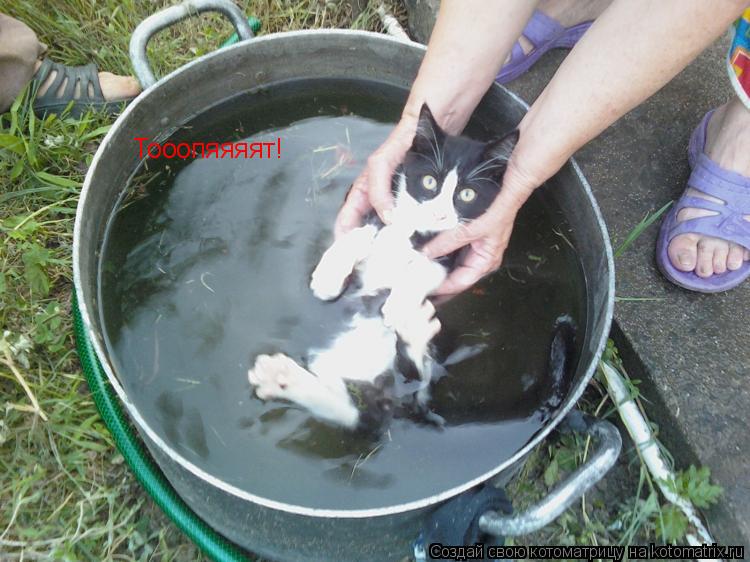 Котоматрица: Тооопяяяят!