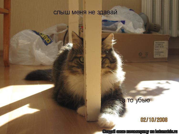 слыш меня не здавай а то убью... Котоматрица: слыш меня не здавай а то убью