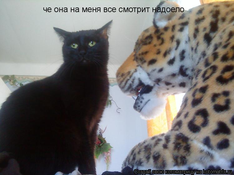 че она на меня все смотрит надоело... Котоматрица: че она на меня все смотрит надоело