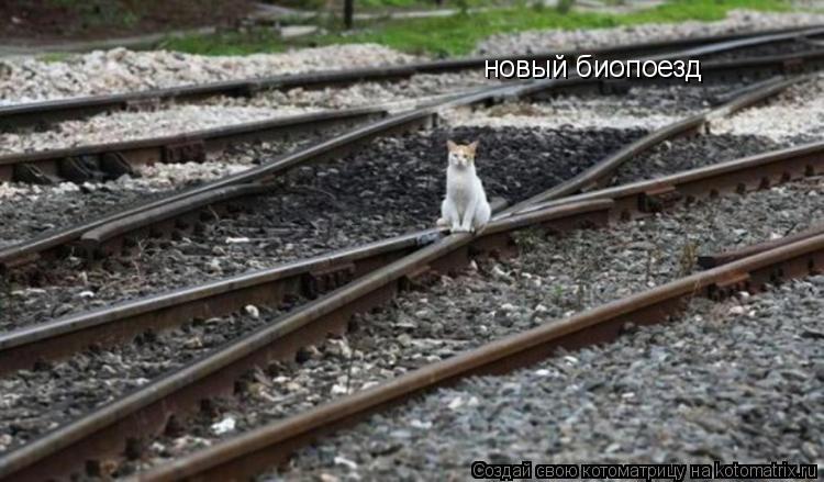 новый биопоезд... Котоматрица: новый биопоезд