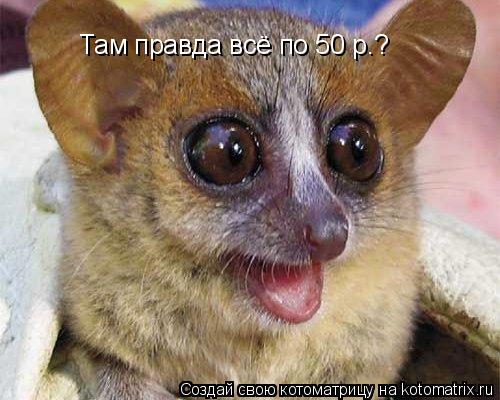 Там правда всё по 50 р.?... Котоматрица: Там правда всё по 50 р.?