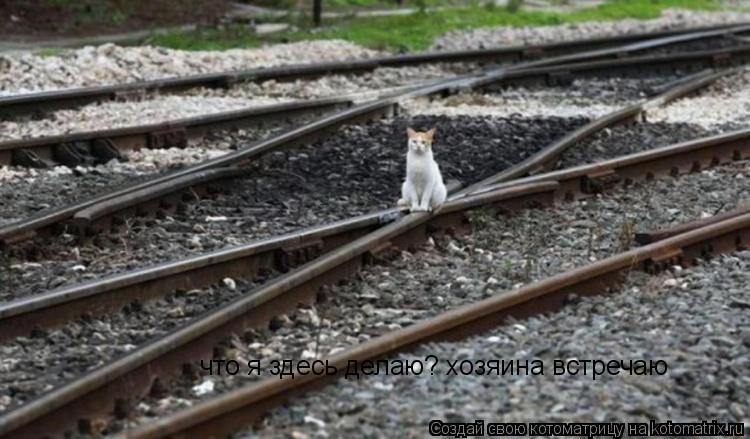 Котоматрица: что я здесь делаю? хозяина встречаю