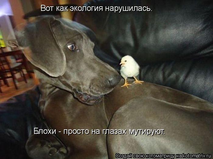 Котоматрица: Вот как экология нарушилась.  Блохи - просто на глазах мутируют.