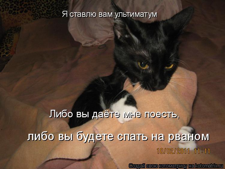 Я ставлю вам ультиматум Либо вы даёте мне поесть, либо вы будете спать на рваном... Котоматрица: Я ставлю вам ультиматум Либо вы даёте мне поесть, либо вы будете спать на рваном