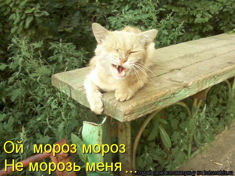 Котоматрица: Ой  мороз мороз Не морозь меня Не морозь меня ...
