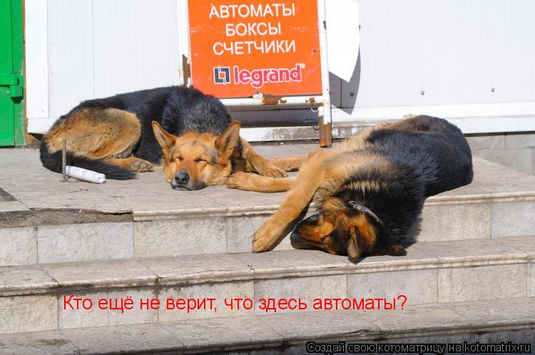Кто ещё не верит, что здесь автоматы?... Котоматрица: Кто ещё не верит, что здесь автоматы?