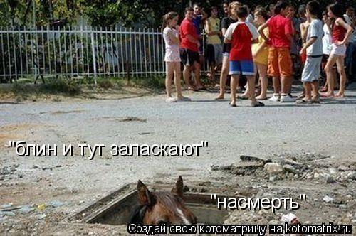 "блин и тут заласкают" "насмерть"... Котоматрица: "блин и тут заласкают" "насмерть"