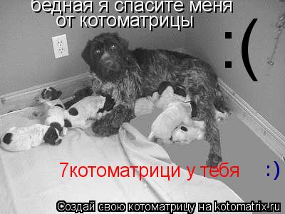 Котоматрица: бедная я спасите меня от котоматрицы :) 7котоматрици у тебя :(