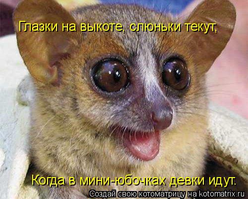 Котоматрица: Глазки на выкоте, слюньки текут, Когда в мини-юбочках девки идут.