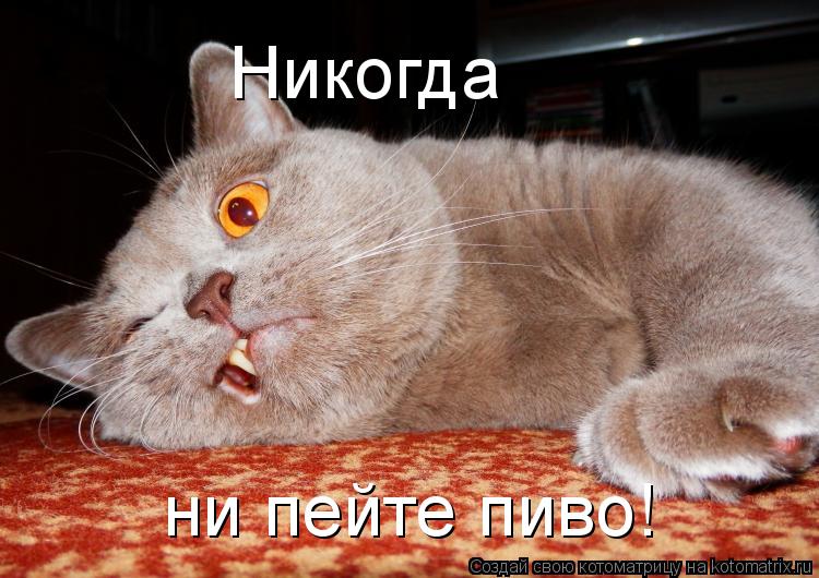 Котоматрица: Никогда ни пейте пиво!