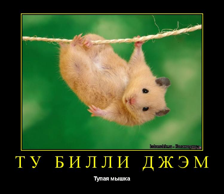 Котоматрица: Ту билли джэм  Тупая мышка