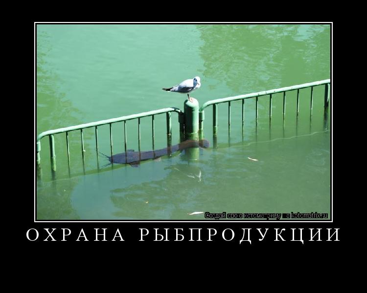 Котоматрица: ОХРАНА РЫБПРОДУКЦИИ 