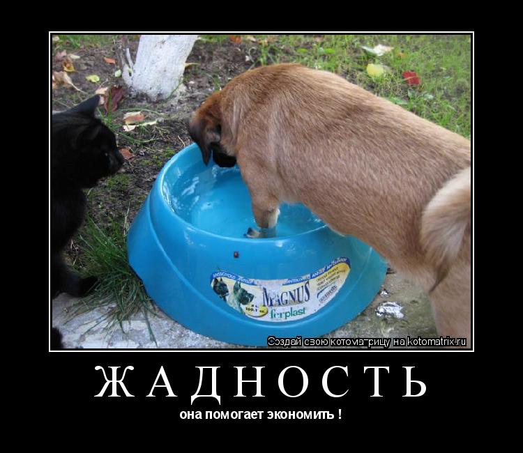 Котоматрица: жадность она помогает экономить !