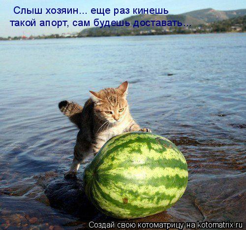 Слыш хозяин... еще раз кинешь такой апорт, сам будешь доставать...... Котоматрица: Слыш хозяин... еще раз кинешь такой апорт, сам будешь доставать...