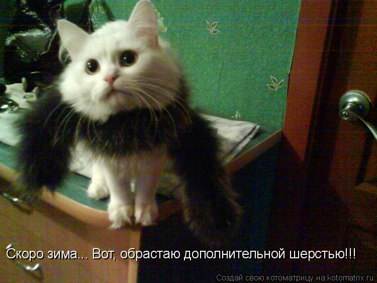 Котоматрица: Скоро зима... Вот, обрастаю дополнительной шерстью!!!