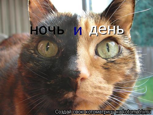день ночь и... Котоматрица: день ночь и