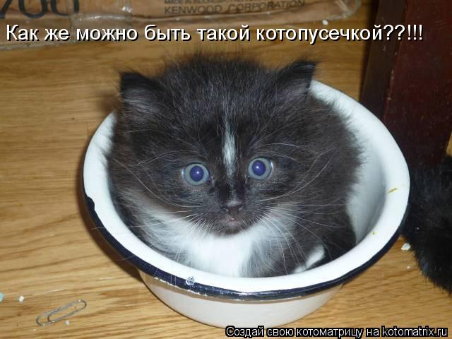 Как же можно быть такой котопусечкой??!!!... Котоматрица: Как же можно быть такой котопусечкой??!!!