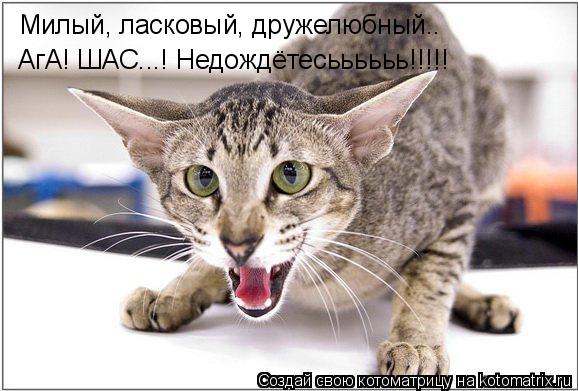 Милый, ласковый, дружелюбный.. АгА! ШАС...! Недождётесьььььь!!!!!... Котоматрица: Милый, ласковый, дружелюбный.. АгА! ШАС...! Недождётесьььььь!!!!!