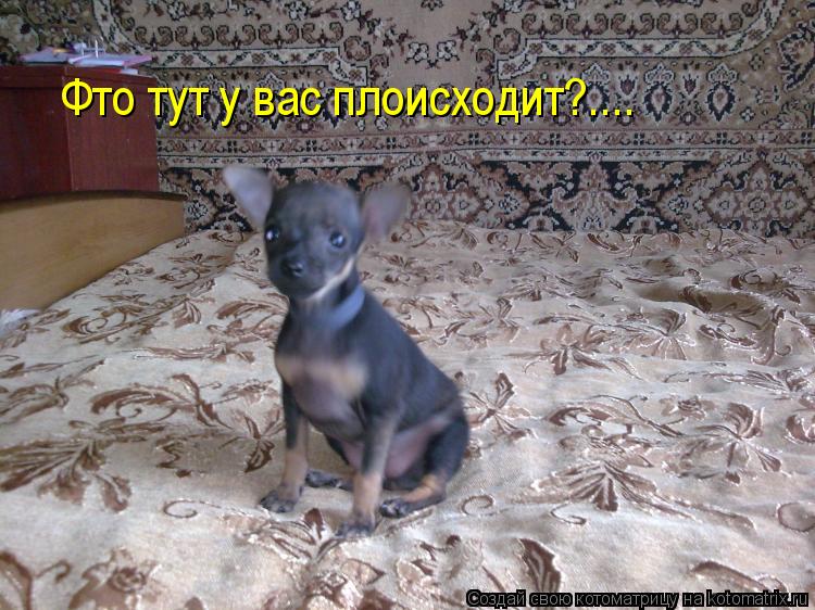 Фто тут у вас плоисходит?....... Котоматрица: Фто тут у вас плоисходит?....