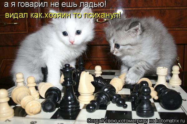 а я говарил не ешь ладью! видал как хозяин то психанул!... Котоматрица: а я говарил не ешь ладью! видал как хозяин то психанул!