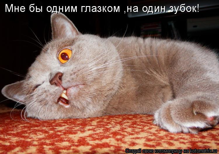 Мне бы одним глазком ,на один зубок!... Котоматрица: Мне бы одним глазком ,на один зубок!