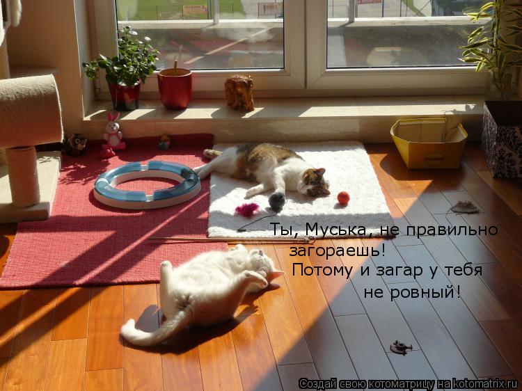 Ты, Муська, не правильно загораешь! Потому и загар у тебя не ровный!... Котоматрица: Ты, Муська, не правильно загораешь! Потому и загар у тебя не ровный!