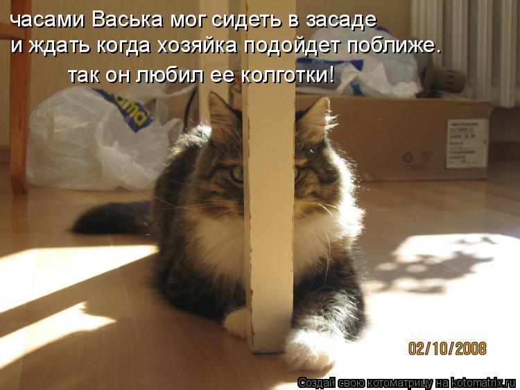 часами Васька мог сидеть в засаде и ждать когда хозяйка подойдет поближе. так он любил ее колготки!... Котоматрица: часами Васька мог сидеть в засаде и ждать когда хозяйка подойдет поближе. так он любил ее колготки!