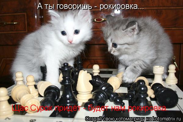 А ты говоришь - рокировка... Щас Сурок придёт - будет нам рокировка.... Котоматрица: А ты говоришь - рокировка... Щас Сурок придёт - будет нам рокировка.
