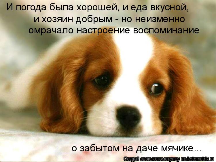 И погода была хорошей, и еда вкусной, и хозяин добрым - но неизменно омрачало настроение воспоминани... Котоматрица: И погода была хорошей, и еда вкусной, и хозяин добрым - но неизменно омрачало настроение воспоминание о забытом на даче мячике...