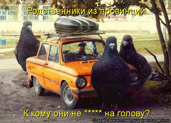 Родственники из провинции... Родственники из провинции... К кому они не ***** на голову?... Котоматрица: Родственники из провинции... Родственники из провинции... К кому они не ***** на голову?