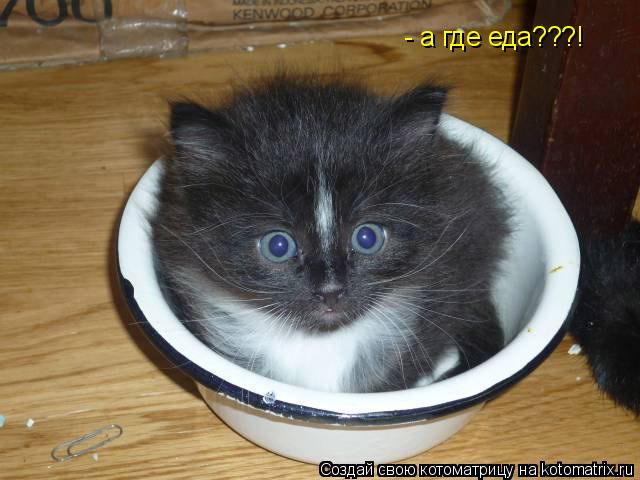 - а где еда???!... Котоматрица: - а где еда???!