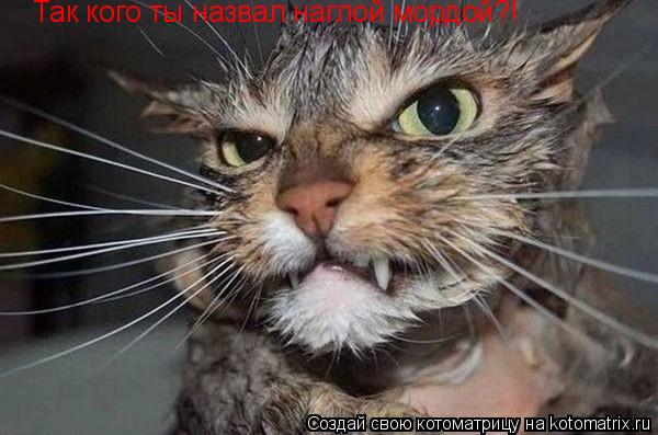 Так кого ты назвал наглой мордой?!... Котоматрица: Так кого ты назвал наглой мордой?!