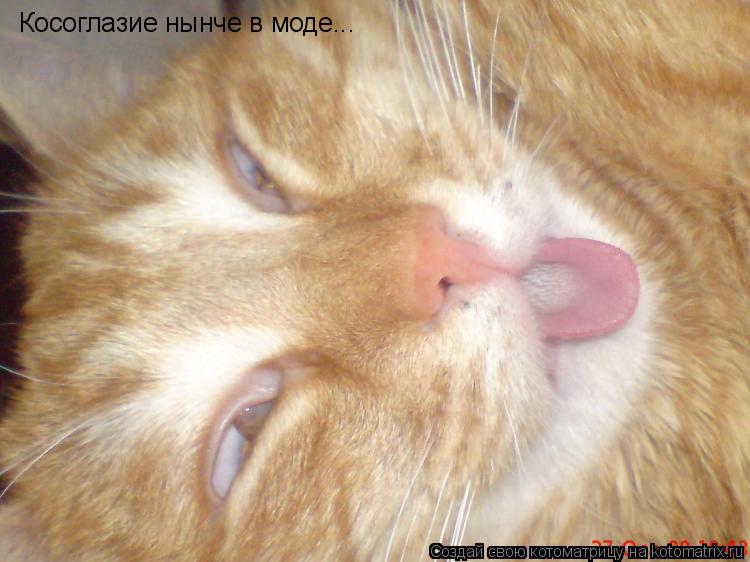 Косоглазие нынче в моде...... Котоматрица: Косоглазие нынче в моде...