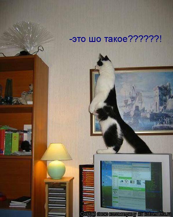 Котоматрица: -это шо такое??????!