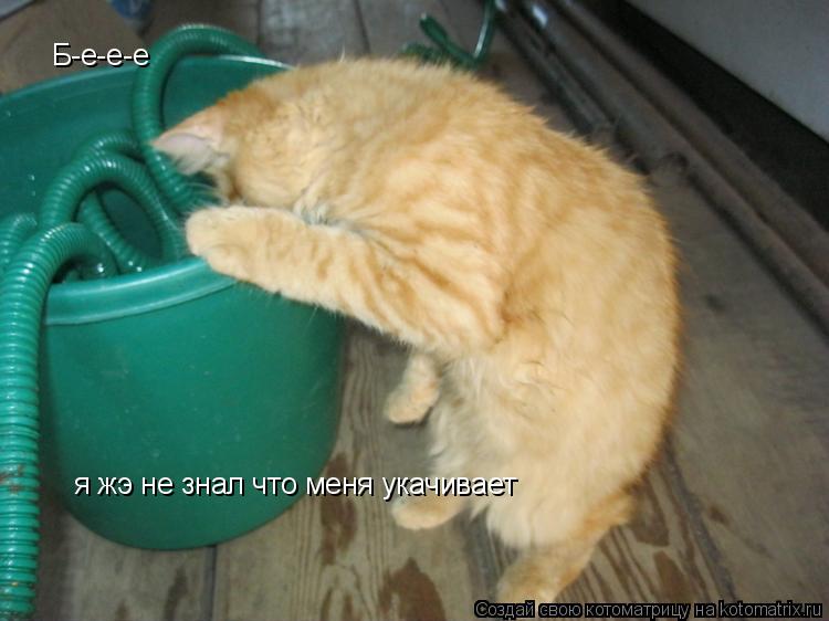 Котоматрица: Б-е-е-е я жэ не знал что меня укачивает