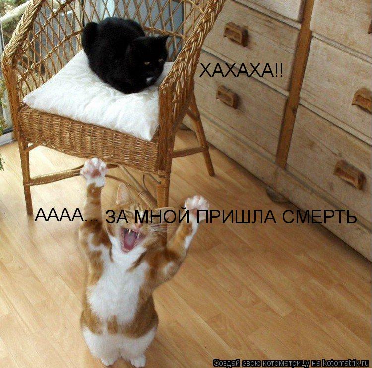 Котоматрица: ХАХАХА!! АААА... ЗА МНОЙ ПРИШЛА СМЕРТЬ