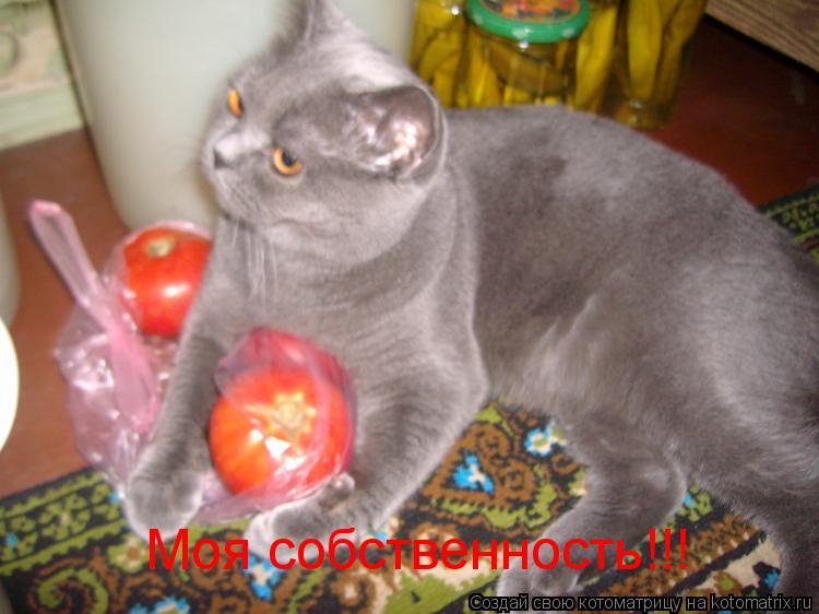 Котоматрица: Моя собственность!!! Моя собственность!!!