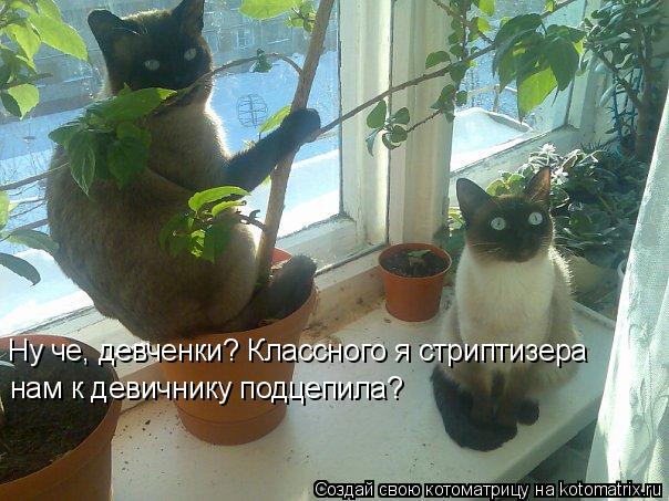 Котоматрица: Ну че, девченки? Классного я стриптизера  нам к девичнику подцепила?