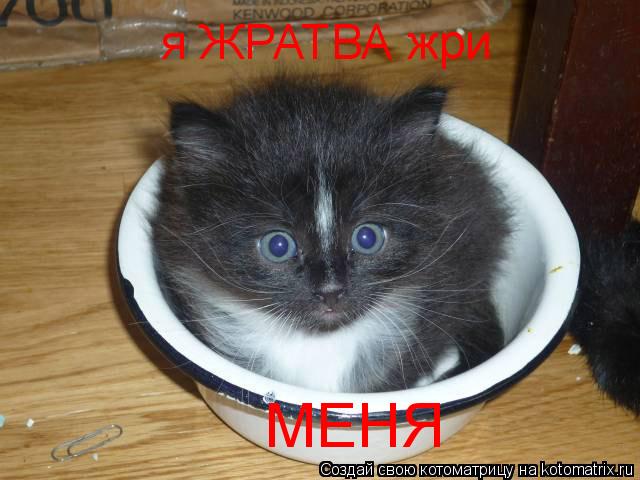 Котоматрица: я ЖРАТВА жри МЕНЯ !