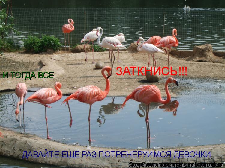 Котоматрица: ДАВАЙТЕ ЕЩЕ РАЗ ПОТРЕНЕРУИМСЯ ДЕВОЧКИ И ТОГДА ВСЕ ЗАТКНИСЬ!!!