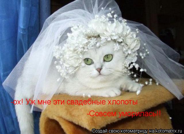 Котоматрица: -ох! Уж мне эти свадебные хлопоты -Совсем уморилась!!