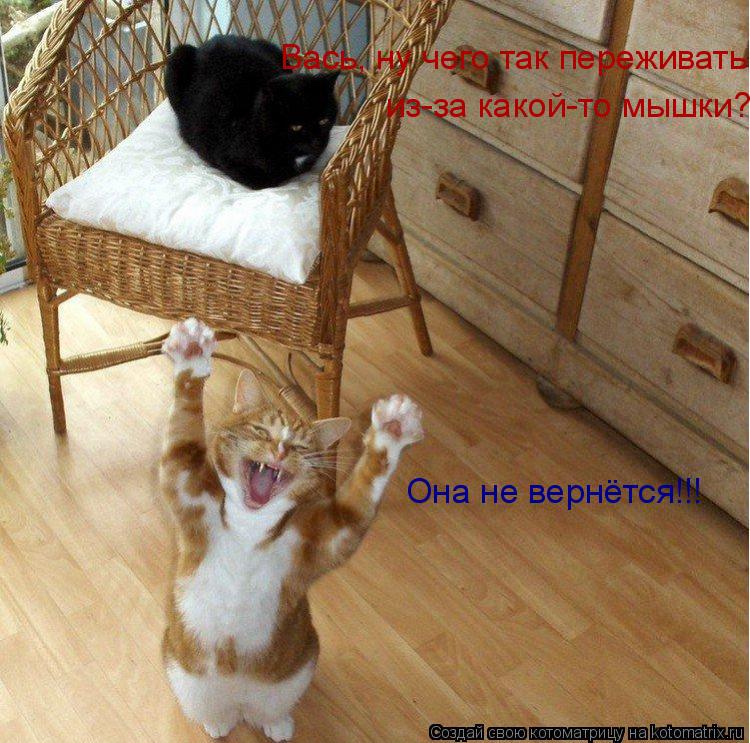 Котоматрица: из-за какой-то мышки? Вась, ну чего так переживать Она не вернётся!!!