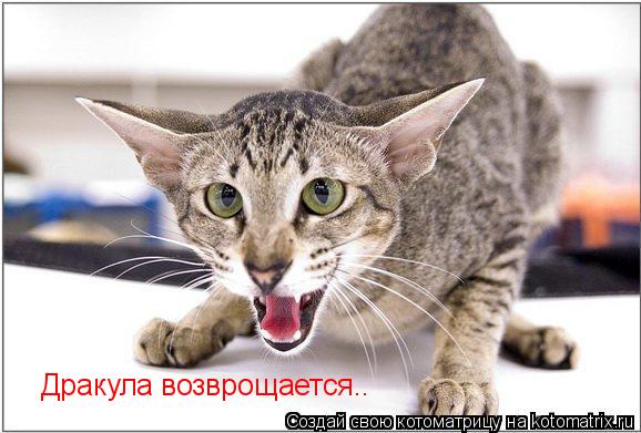 Котоматрица: Дракула возврощается..