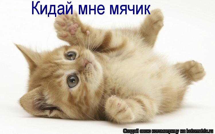 Котоматрица: Кидай мне мячик