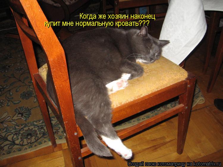 Котоматрица: Когда же хозяин наконец  купит мне нормальную кровать???