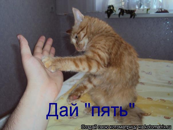Дай "пять"... Котоматрица: Дай "пять"