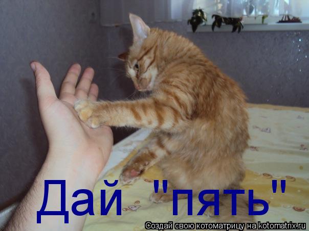 Дай "пять"... Котоматрица: Дай "пять"
