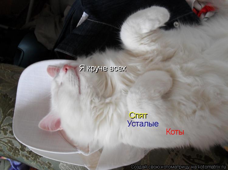 Я круче всех Я круче всех Спят Усталые Коты... Котоматрица: Я круче всех Я круче всех Спят Усталые Коты