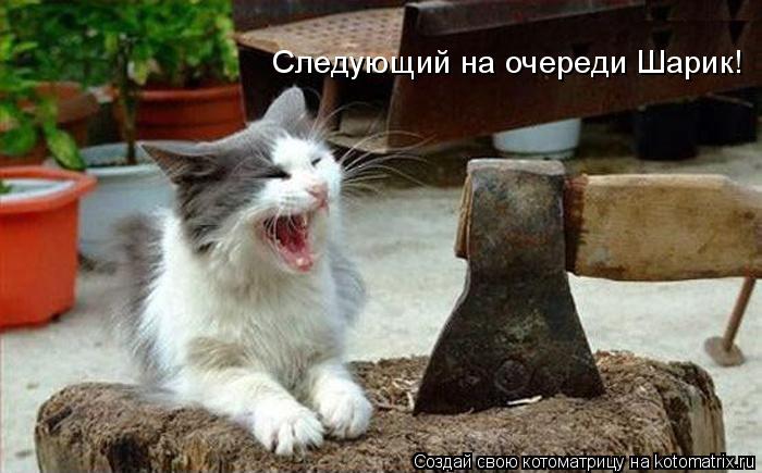 Следующий на очереди Шарик!... Котоматрица: Следующий на очереди Шарик!