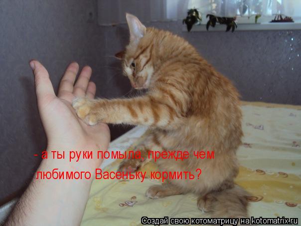 - а ты руки помыла, прежде чем любимого Васеньку кормить?... Котоматрица: - а ты руки помыла, прежде чем любимого Васеньку кормить?